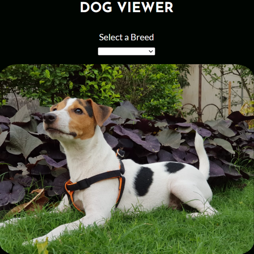 Dog Viewer Project Screenshot.